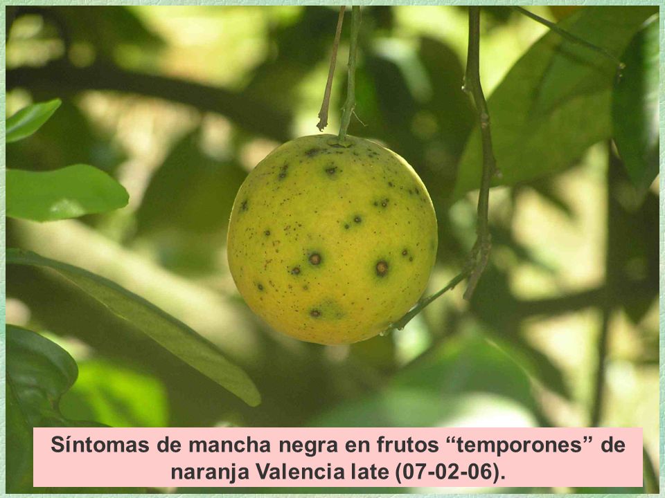 Síntomas de mancha negra en frutos temporones de naranja Valencia late ( ).