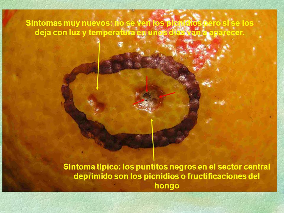 Síntomas muy nuevos: no se ven los picnidios pero si se los deja con luz y temperatura en unos días van a aparecer.