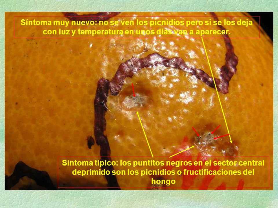 Síntoma muy nuevo: no se ven los picnidios pero si se los deja con luz y temperatura en unos días van a aparecer.