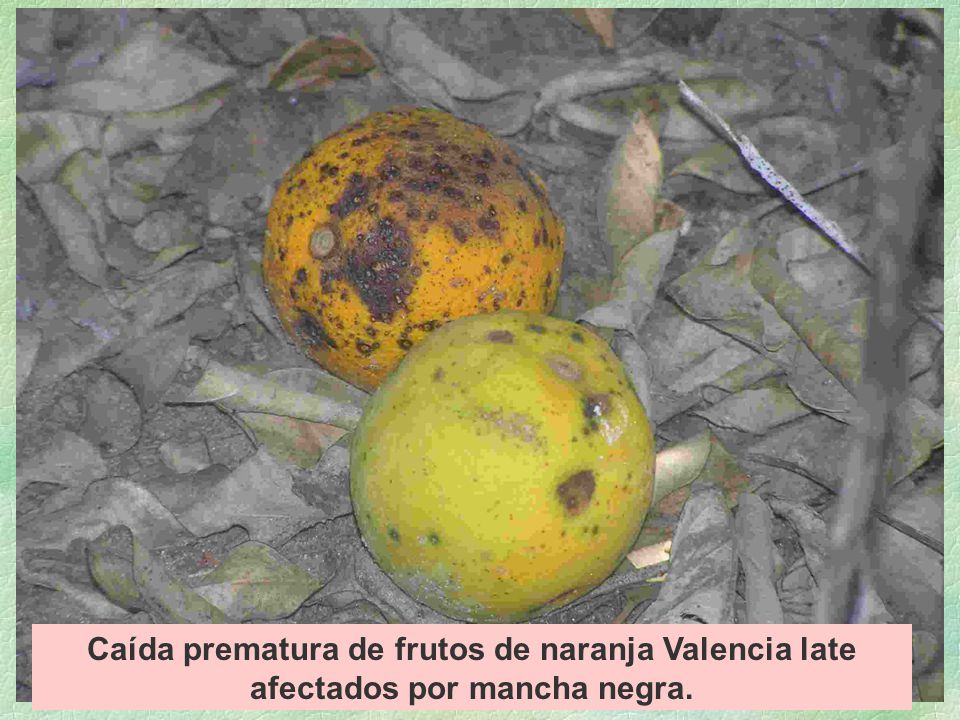 Caída prematura de frutos de naranja Valencia late afectados por mancha negra.