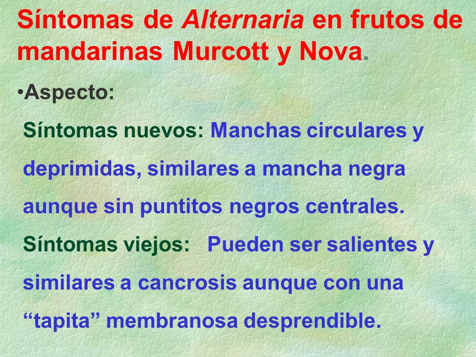 Síntomas de Alternaria en frutos de mandarinas Murcott y Nova.