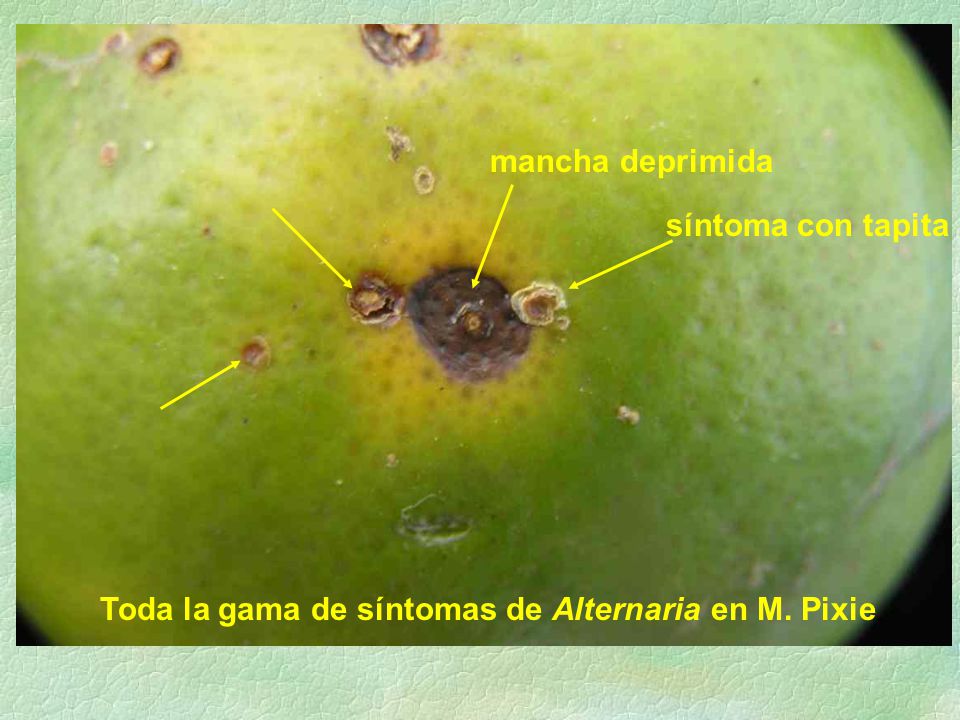 Toda la gama de síntomas de Alternaria en M. Pixie
