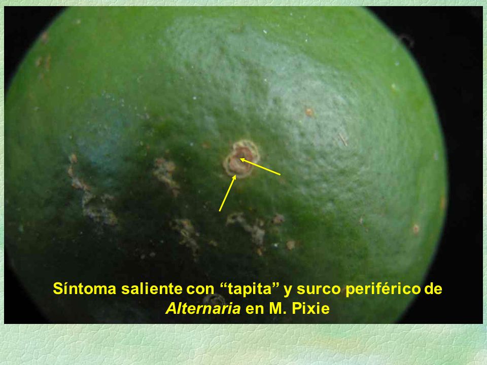 Síntoma saliente con tapita y surco periférico de Alternaria en M
