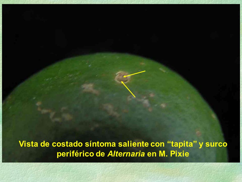 Vista de costado síntoma saliente con tapita y surco periférico de Alternaria en M. Pixie