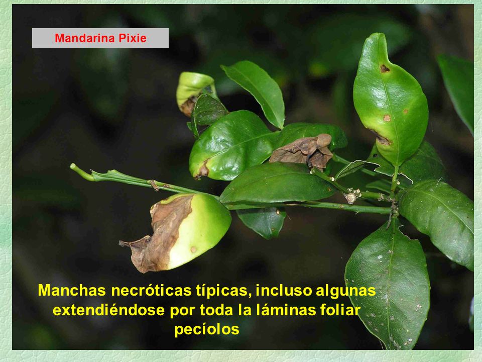 Mandarina Pixie Manchas necróticas típicas, incluso algunas extendiéndose por toda la láminas foliar pecíolos.