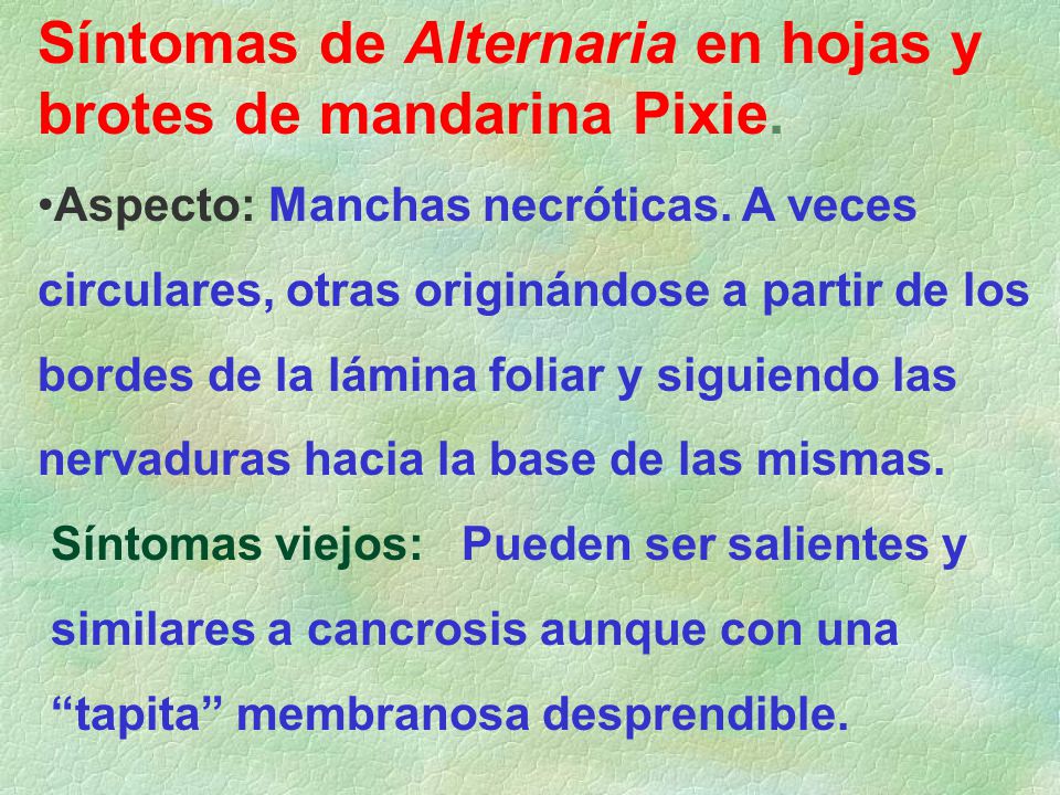 Síntomas de Alternaria en hojas y brotes de mandarina Pixie.