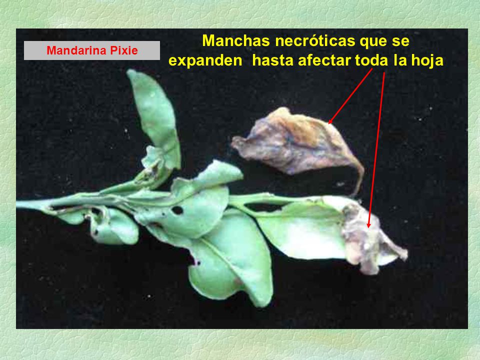 Manchas necróticas que se expanden hasta afectar toda la hoja