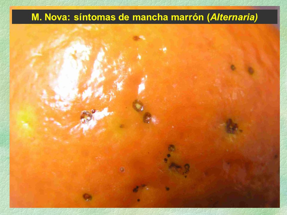 M. Nova: síntomas de mancha marrón (Alternaria)