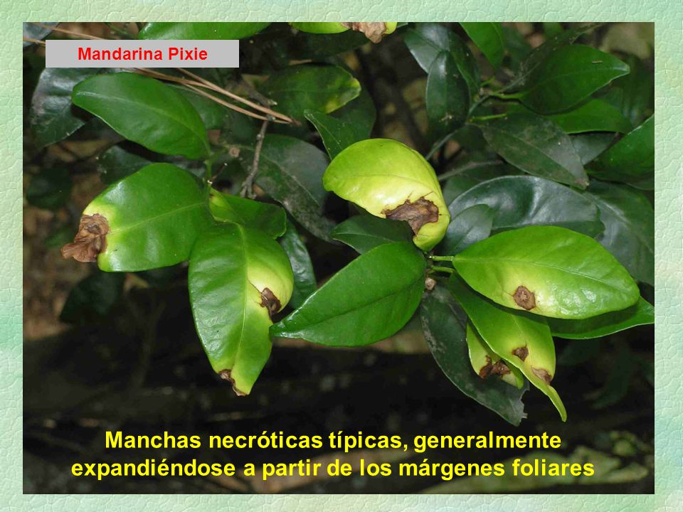 Mandarina Pixie Manchas necróticas típicas, generalmente expandiéndose a partir de los márgenes foliares.