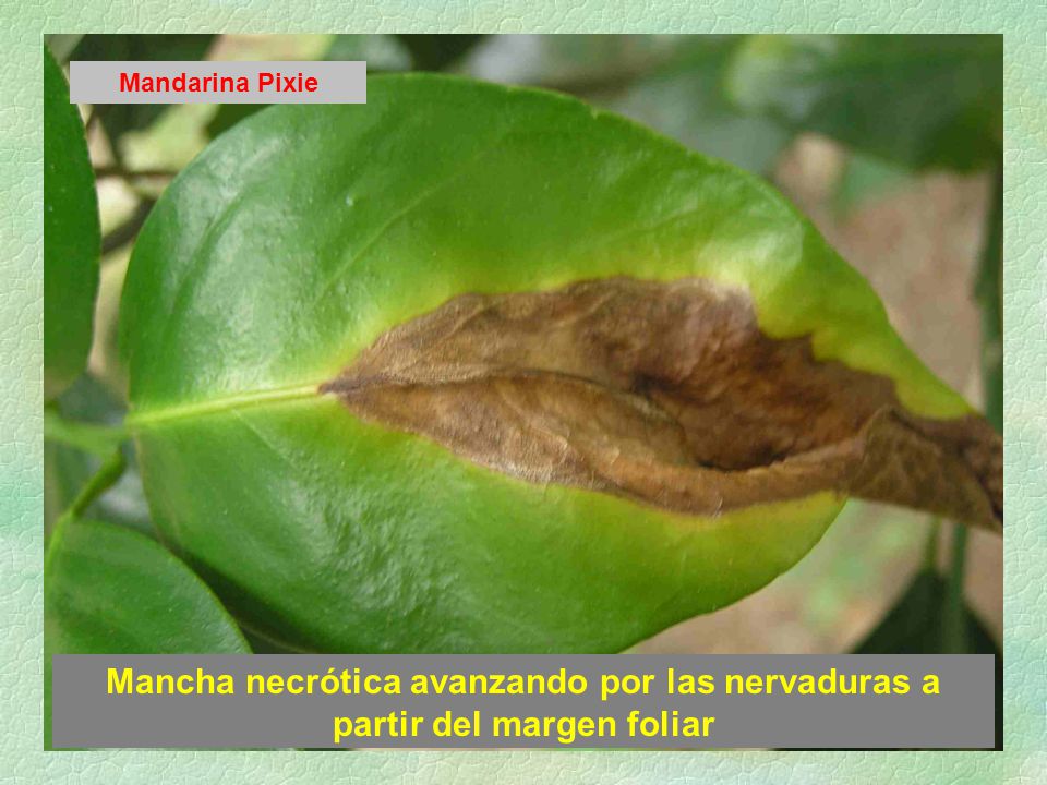 Mandarina Pixie Mancha necrótica avanzando por las nervaduras a partir del margen foliar