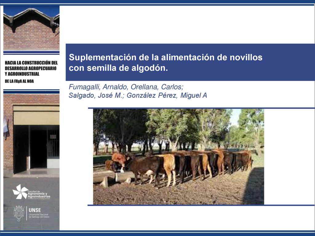 Suplementación de la alimentación de novillos con semilla de algodón.