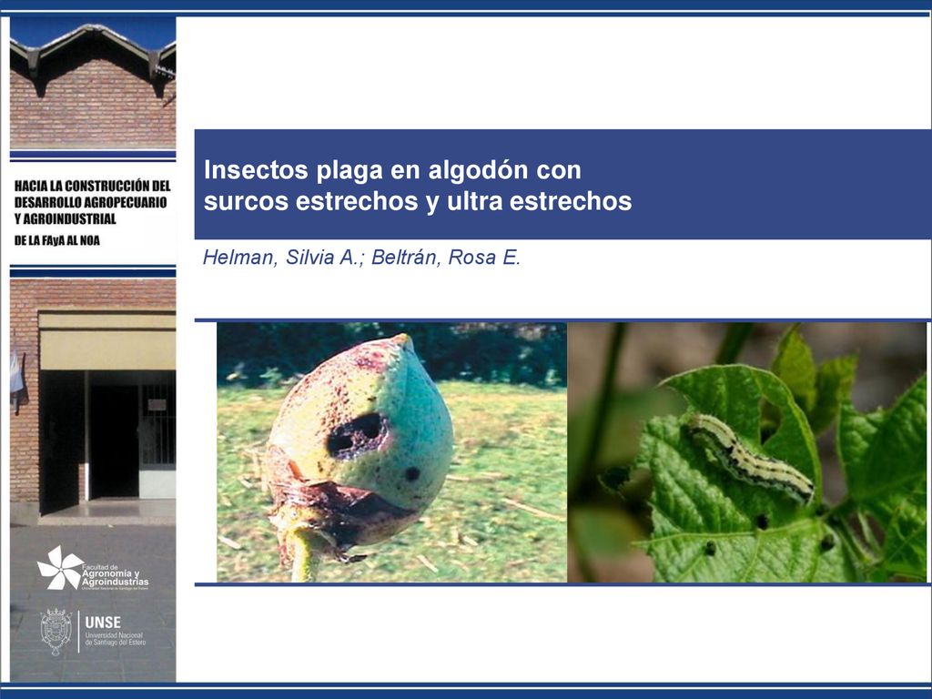 Insectos plaga en algodón con surcos estrechos y ultra estrechos