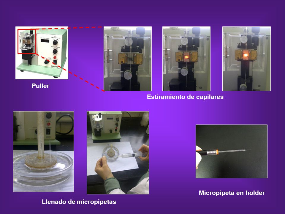 Puller Estiramiento de capilares Micropipeta en holder Llenado de micropipetas