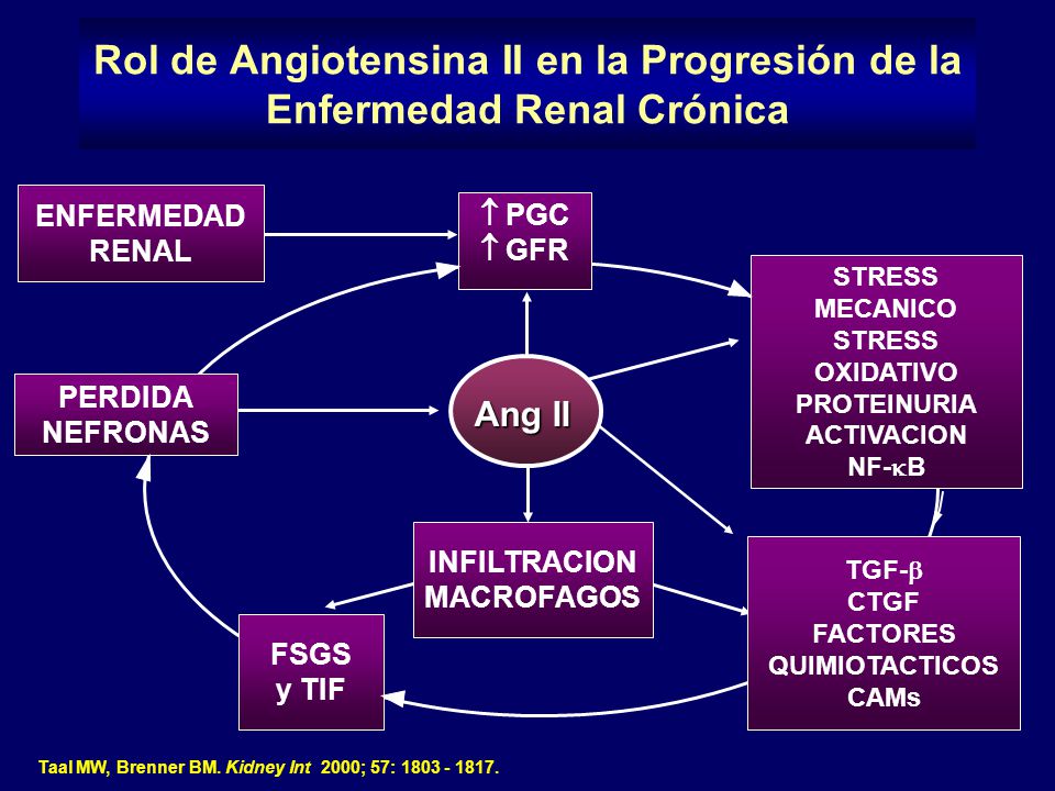 Rol de Angiotensina II en la Progresión de la Enfermedad Renal Crónica