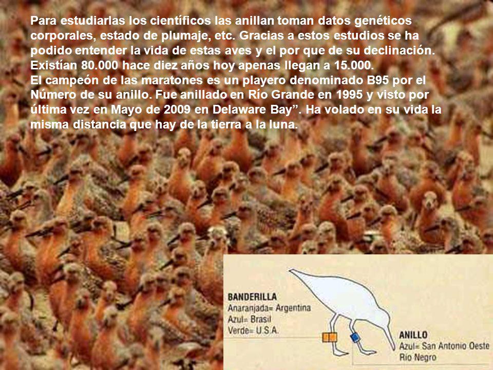 Para estudiarlas los científicos las anillan toman datos genéticos corporales, estado de plumaje, etc. Gracias a estos estudios se ha podido entender la vida de estas aves y el por que de su declinación. Existían hace diez años hoy apenas llegan a