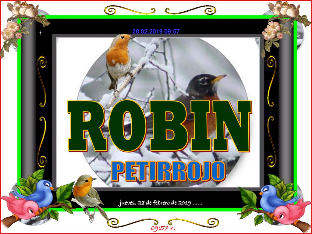 ROBIN PETIRROJO jueves, 28 de febrero de 2019 …… 09:57 h.