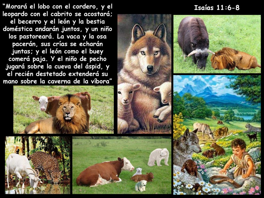 Morará el lobo con el cordero, y el leopardo con el cabrito se acostará; el becerro y el león y la bestia doméstica andarán juntos, y un niño los pastoreará. La vaca y la osa pacerán, sus crías se echarán juntas; y el león como el buey comerá paja. Y el niño de pecho jugará sobre la cueva del áspid, y el recién destetado extenderá su mano sobre la caverna de la víbora