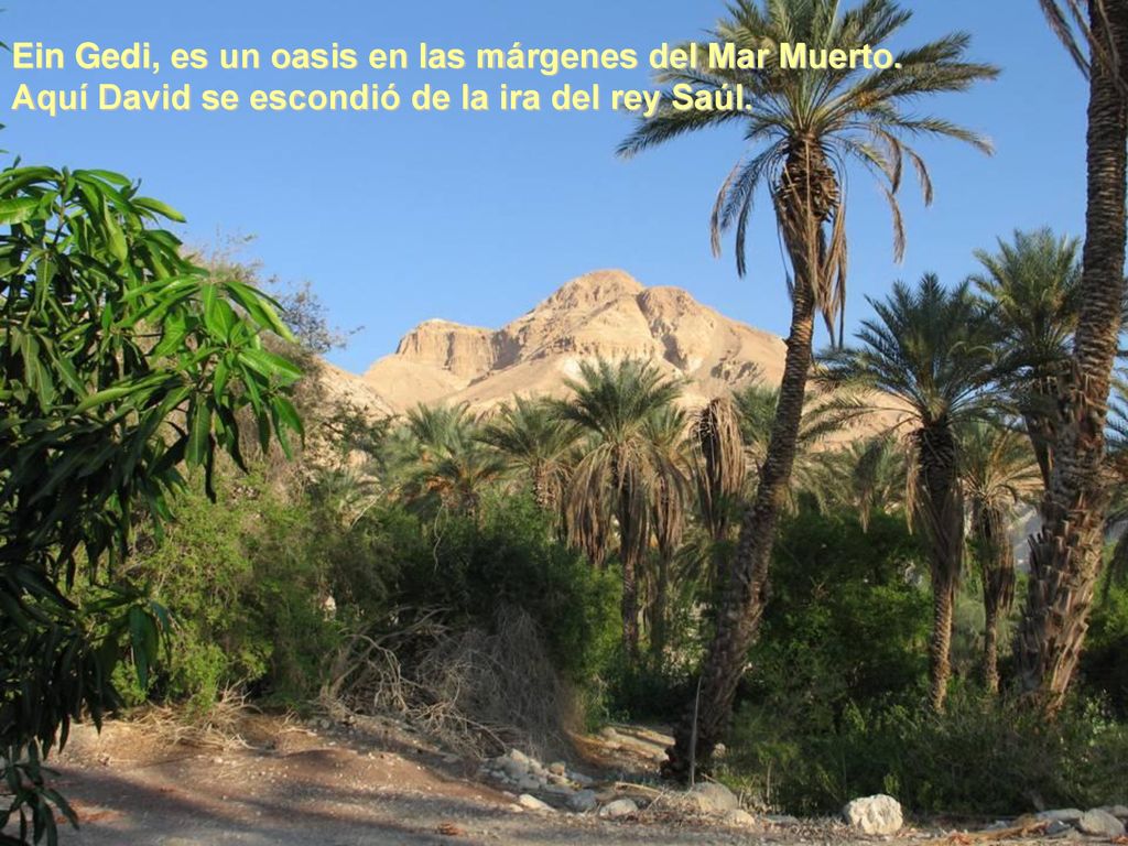 Ein Gedi, es un oasis en las márgenes del Mar Muerto.