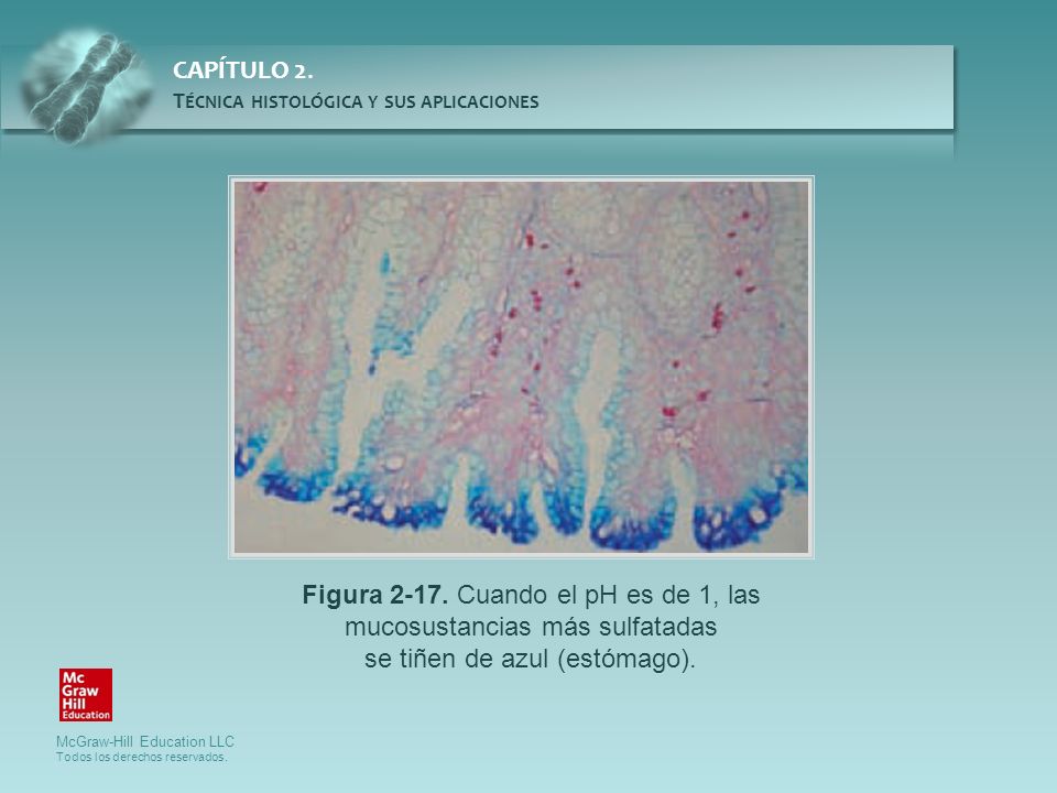 Figura Cuando el pH es de 1, las mucosustancias más sulfatadas