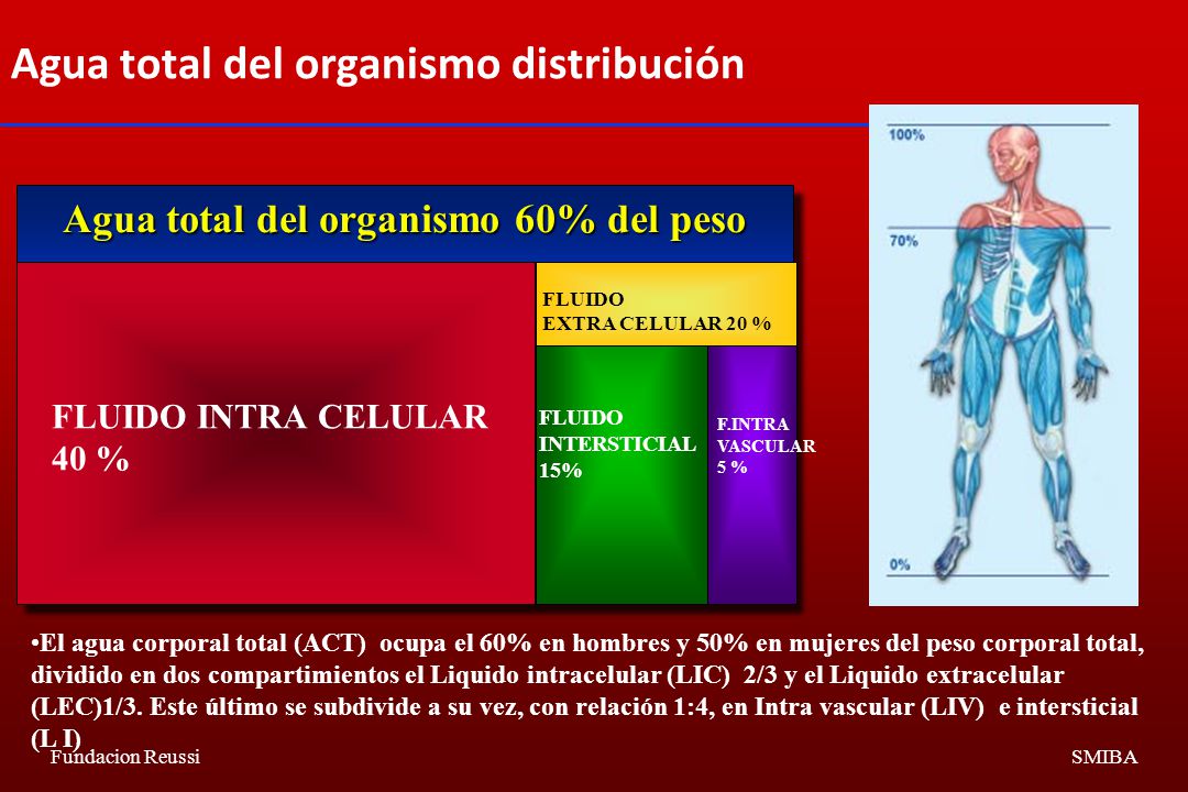 Agua total del organismo distribución