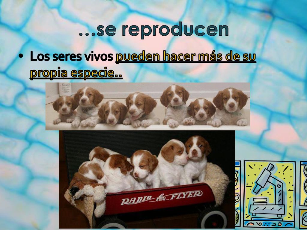 …se reproducen Los seres vivos pueden hacer más de su propia especie..