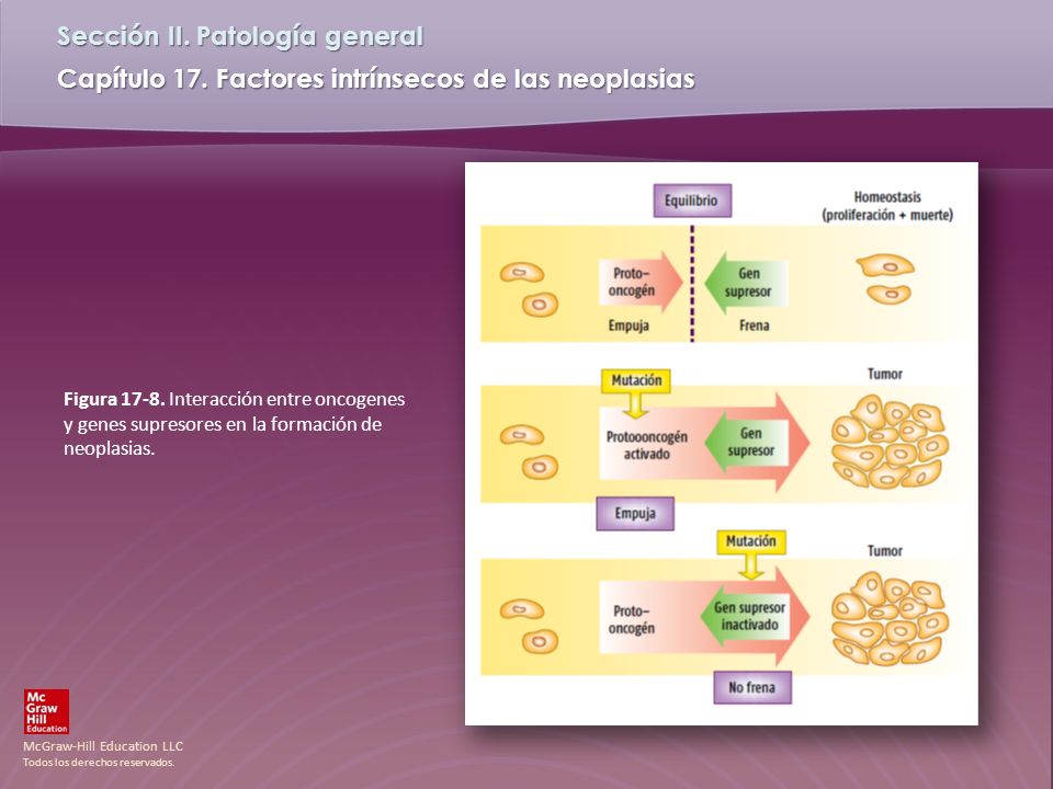 Figura Interacción entre oncogenes y genes supresores en la formación de neoplasias.