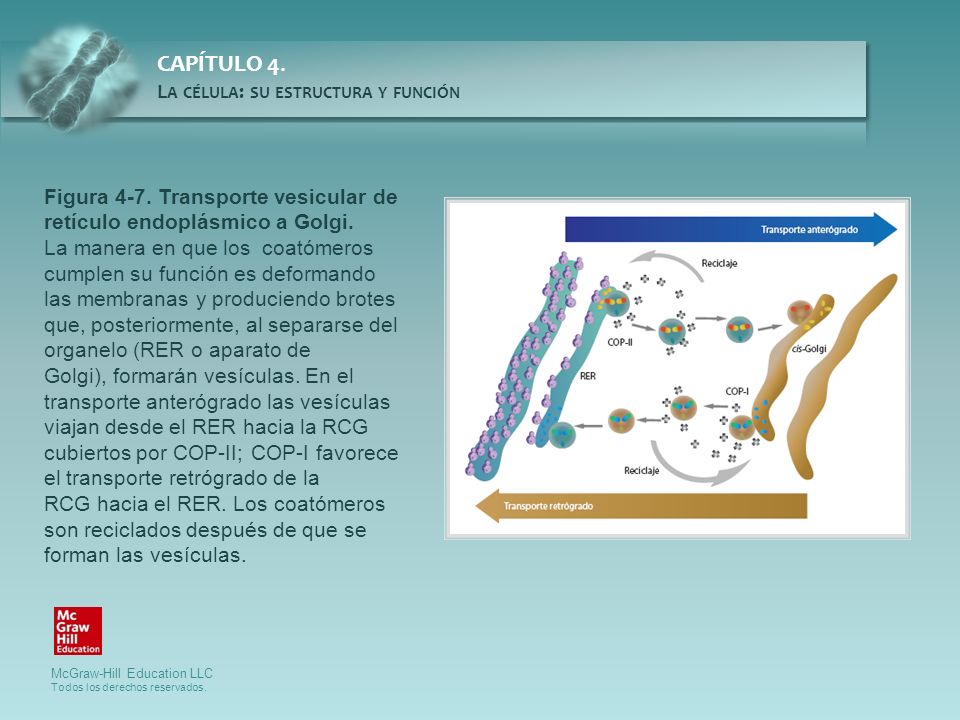 Figura 4-7. Transporte vesicular de retículo endoplásmico a Golgi