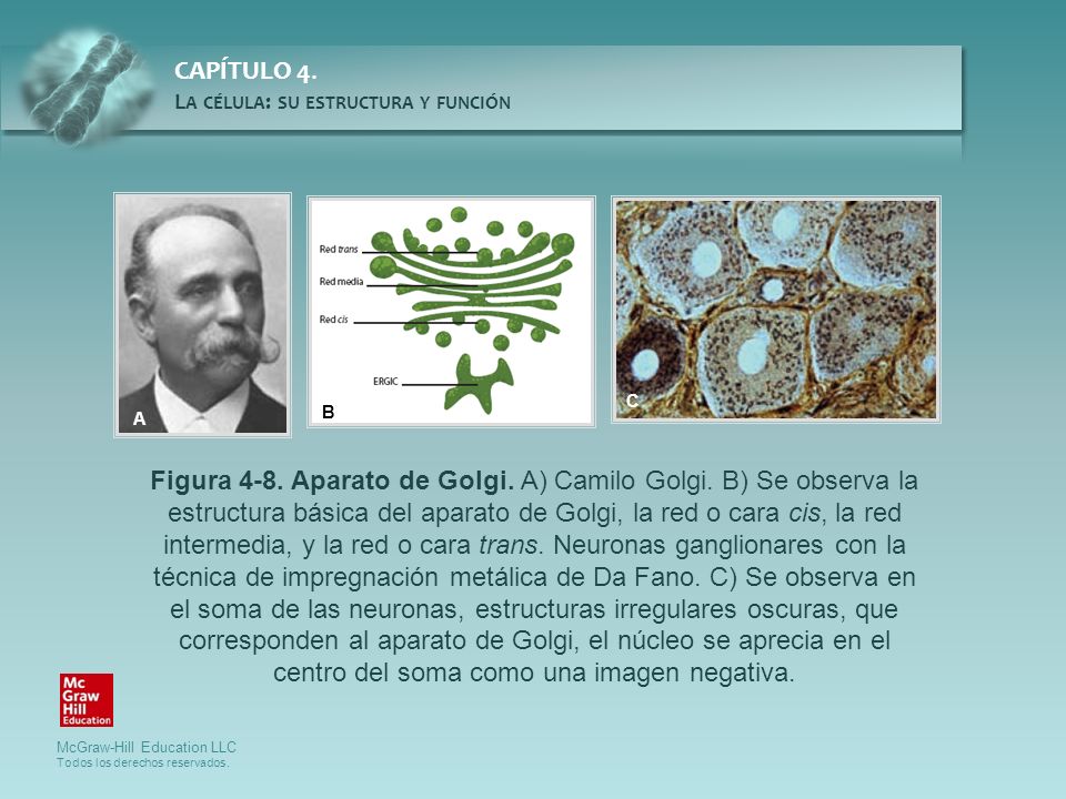 Figura 4-8. Aparato de Golgi. A) Camilo Golgi. B) Se observa la