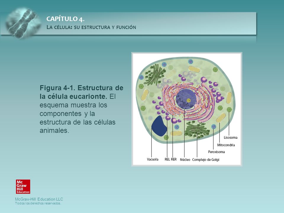 Figura 4-1. Estructura de la célula eucarionte