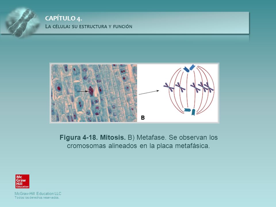 B Figura Mitosis. B) Metafase. Se observan los cromosomas alineados en la placa metafásica.