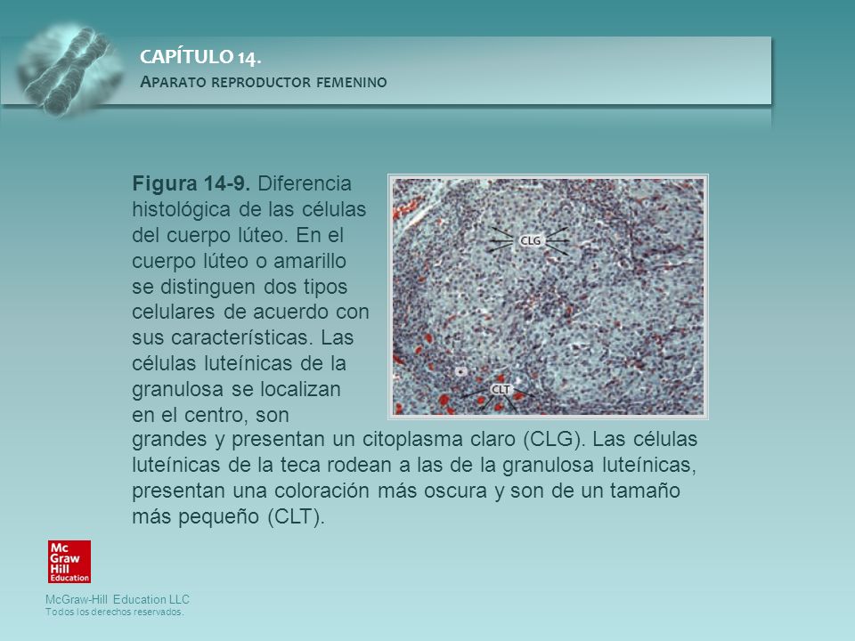 Figura Diferencia histológica de las células del cuerpo lúteo