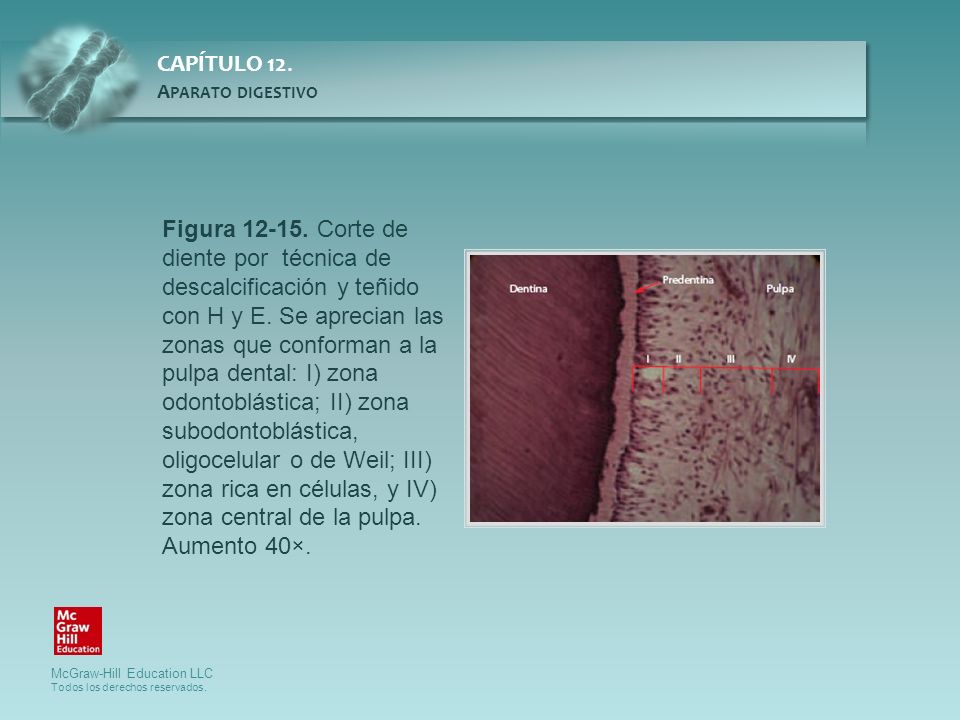 Figura Corte de diente por técnica de descalcificación y teñido con H y E.