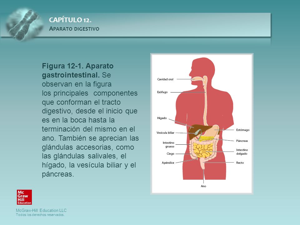 Figura Aparato gastrointestinal. Se observan en la figura