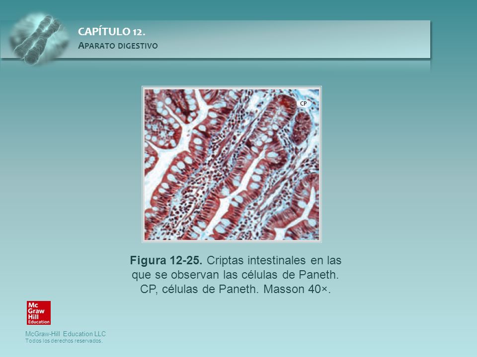 Figura Criptas intestinales en las que se observan las células de Paneth.