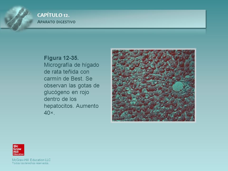 Figura Micrografía de hígado de rata teñida con carmín de Best