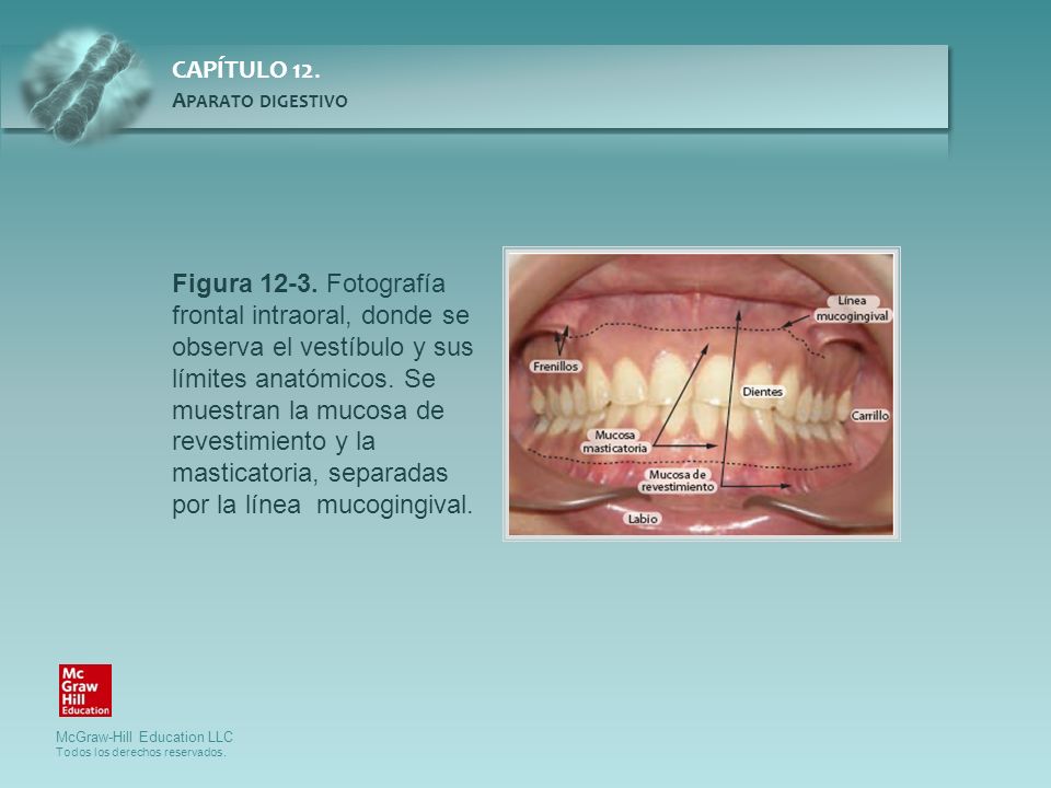 Figura Fotografía frontal intraoral, donde se observa el vestíbulo y sus límites anatómicos.