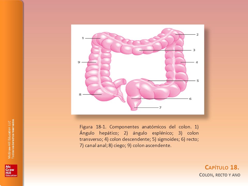 Figura Componentes anatómicos del colon