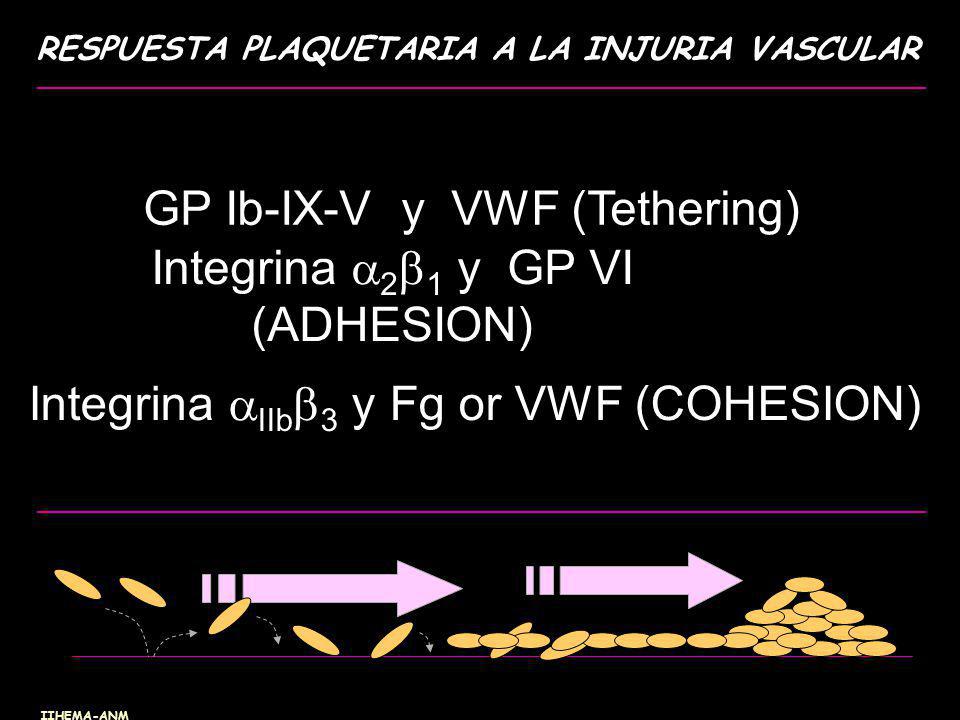 GP Ib-IX-V y VWF (Tethering) Integrina 21 y GP VI (ADHESION)