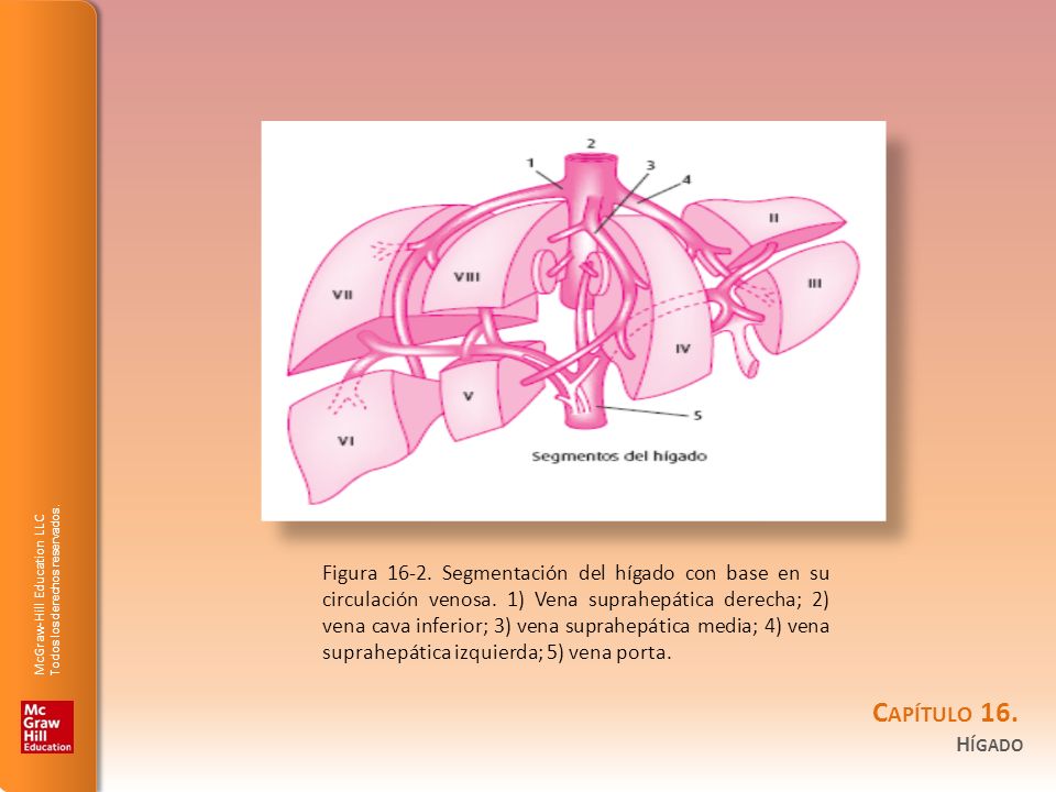 Figura Segmentación del hígado con base en su circulación venosa