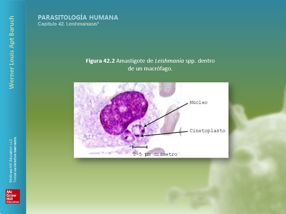 Figura 42.2 Amastigote de Leishmania spp. dentro de un macrófago.