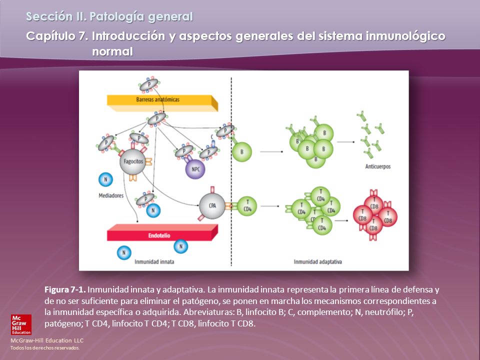 Figura 7-1. Inmunidad innata y adaptativa