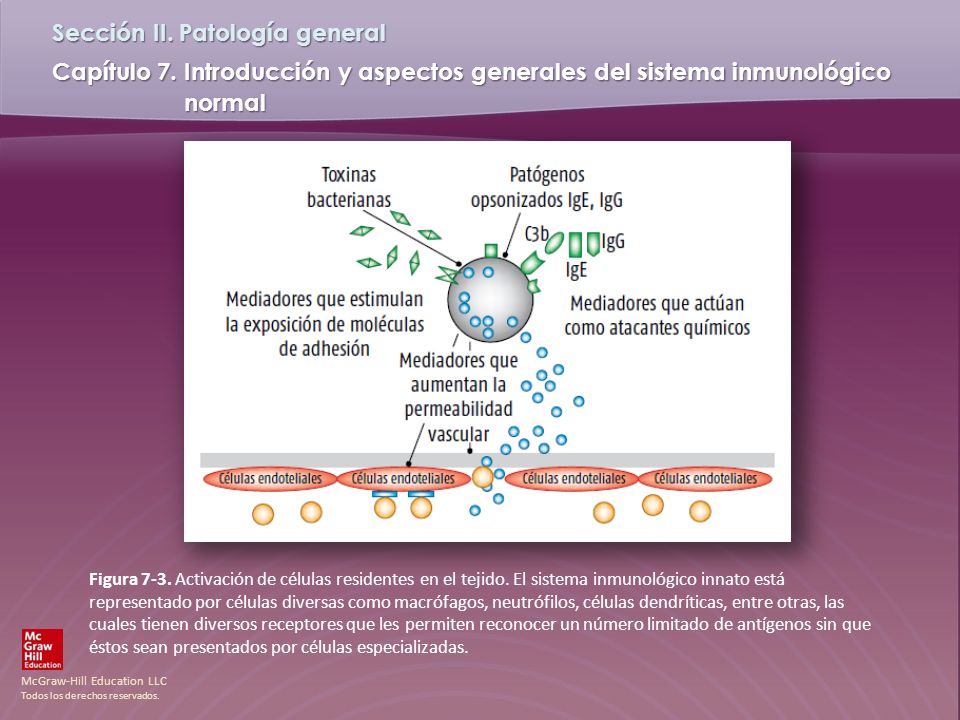 Figura 7-3. Activación de células residentes en el tejido