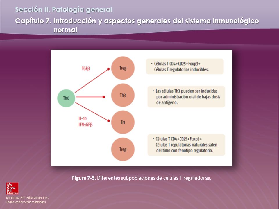 Figura 7-5. Diferentes subpoblaciones de células T reguladoras.