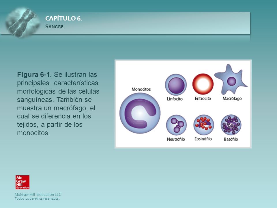 Figura 6-1. Se ilustran las principales características morfológicas de las células sanguíneas.