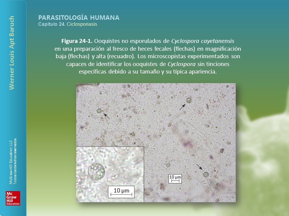 Figura Ooquistes no esporulados de Cyclospora cayetanensis
