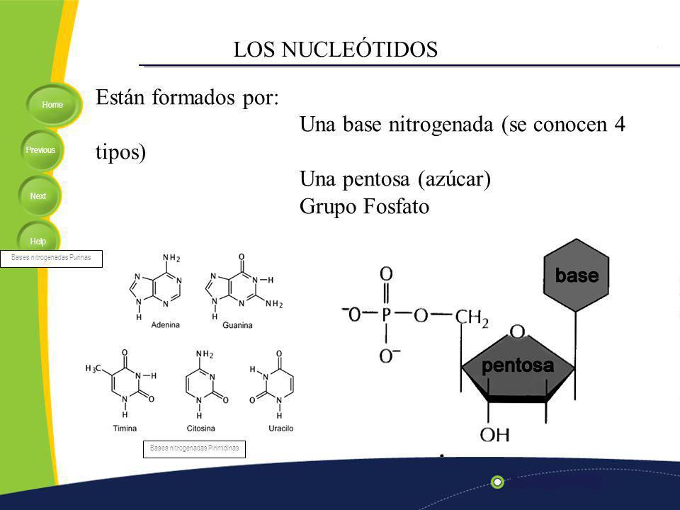 Una base nitrogenada (se conocen 4 tipos) Una pentosa (azúcar)