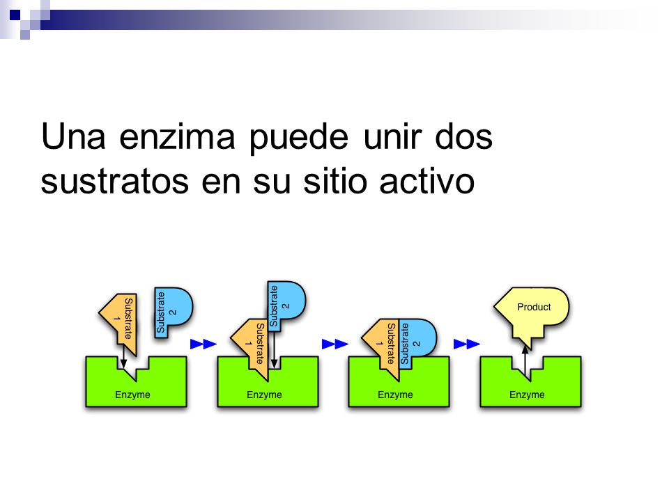 Una enzima puede unir dos sustratos en su sitio activo