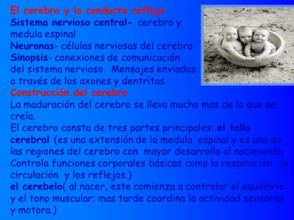 El cerebro y la conducta refleja Sistema nervioso central- cerebro y medula espinal Neuronas- células nerviosas del cerebro Sinopsis- conexiones de comunicación del sistema nervioso.