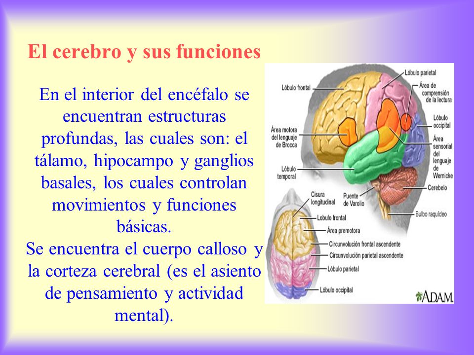El cerebro y sus funciones En el interior del encéfalo se encuentran estructuras profundas, las cuales son: el tálamo, hipocampo y ganglios basales, los cuales controlan movimientos y funciones básicas.