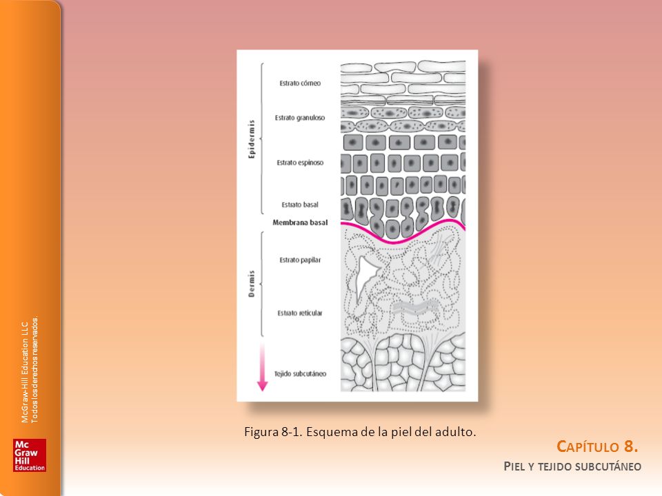 Figura 8-1. Esquema de la piel del adulto.